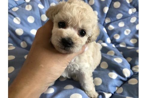 成約済の愛媛県のトイプードル-53351の3枚目